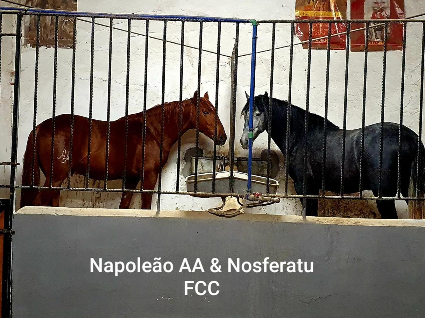 Horse Riding Country House Vila Franca de Xira Exteriör bild