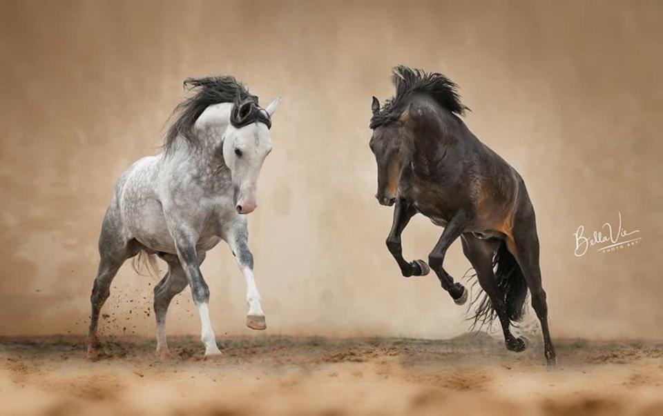 Horse Riding Country House Vila Franca de Xira Exteriör bild