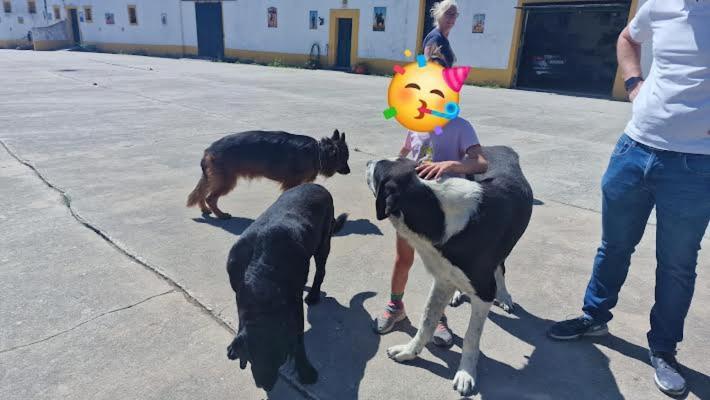 Horse Riding Country House Vila Franca de Xira Exteriör bild