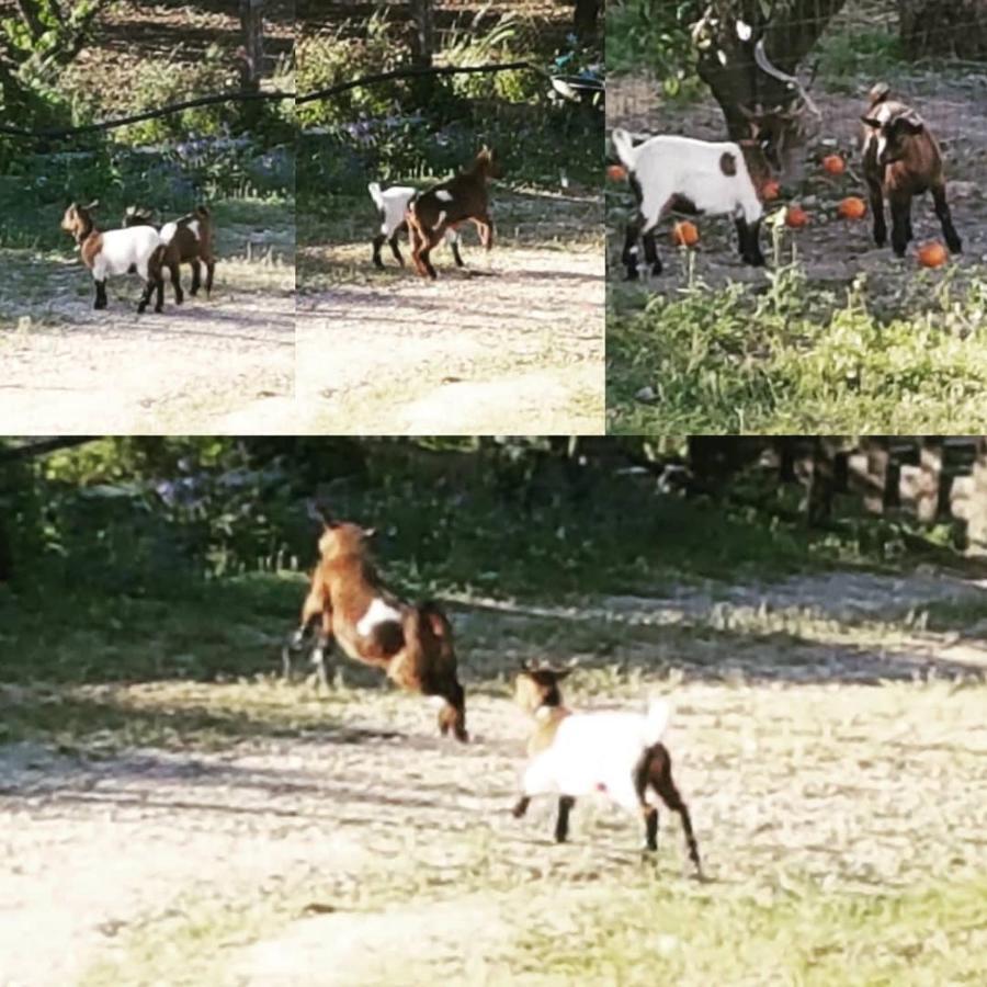 Horse Riding Country House Vila Franca de Xira Exteriör bild
