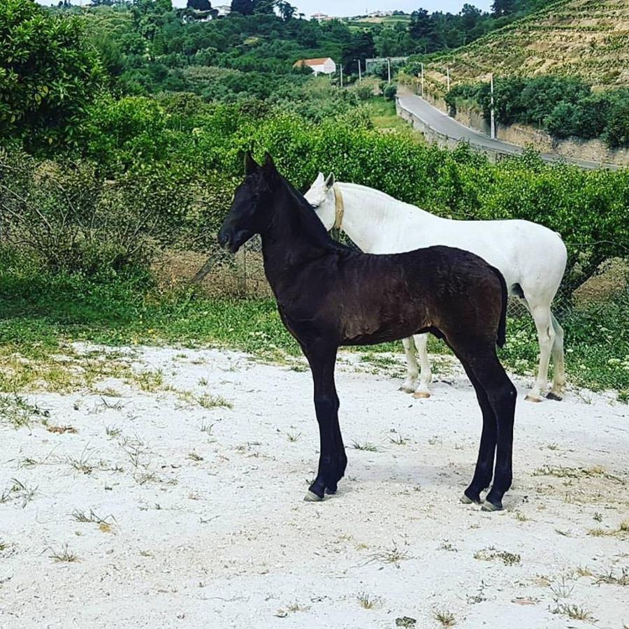 Horse Riding Country House Lägenhet Vila Franca de Xira Exteriör bild